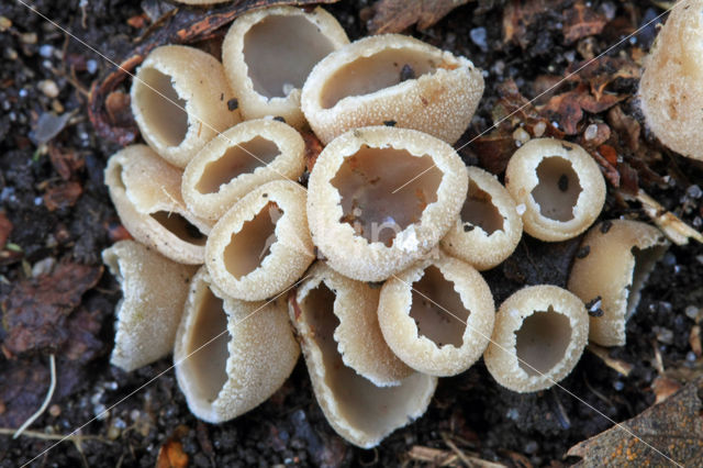 Gekarteld leemkelkje (Tarzetta catinus)