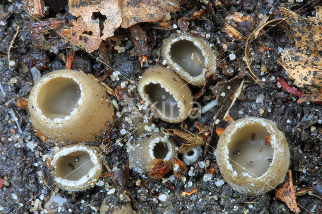 Gekarteld leemkelkje (Tarzetta catinus)