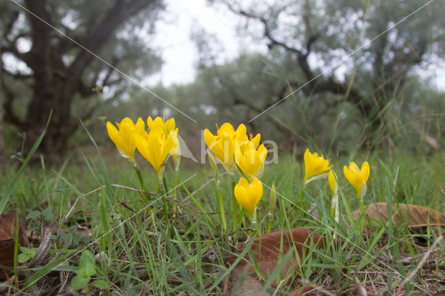 Yellow Crocus (Crocus ancyrensis)