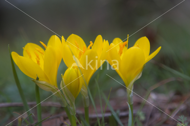 Yellow Crocus (Crocus ancyrensis)