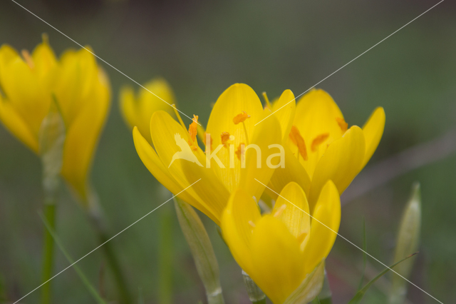 Gele Krokus (Crocus ancyrensis)