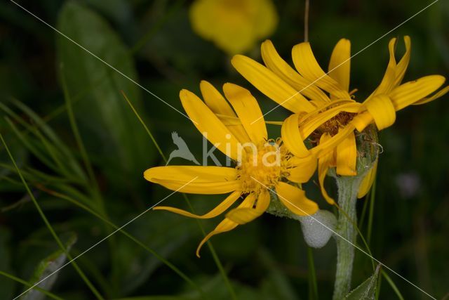 Gemze kruiskruid (Senecio doronicum)