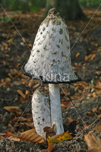 Geschubde inktzwam (Coprinus comatus)