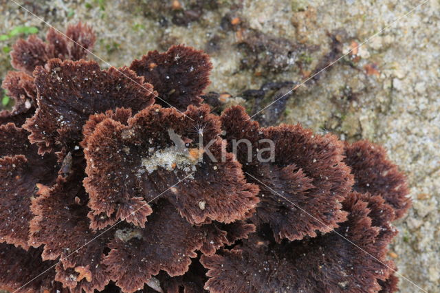 Thelephora terrestris