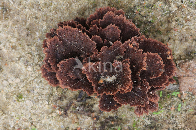 Thelephora terrestris