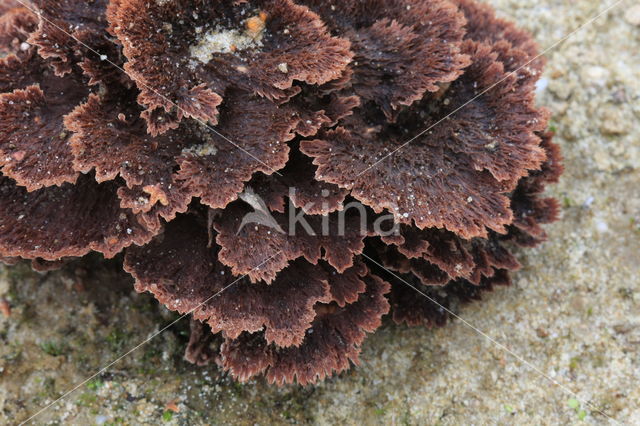 Thelephora terrestris