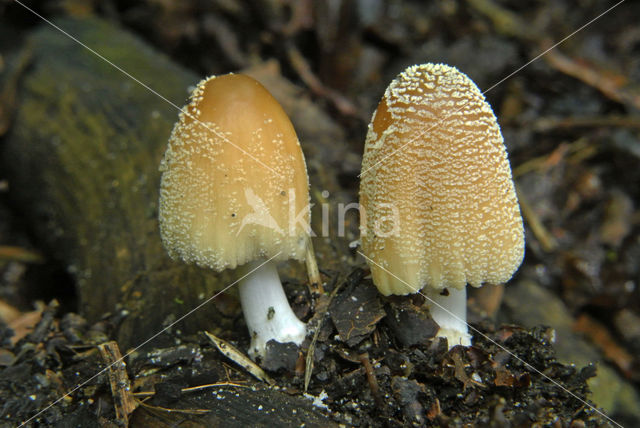 Gewone glimmerinktzwam (Coprinus micaceus)