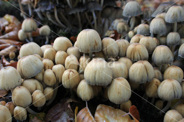 Gewone glimmerinktzwam (Coprinus micaceus)