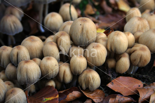 Gewone glimmerinktzwam (Coprinus micaceus)