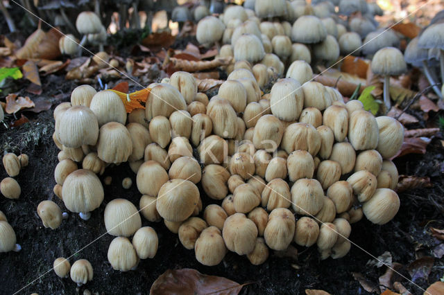 Gewone glimmerinktzwam (Coprinus micaceus)