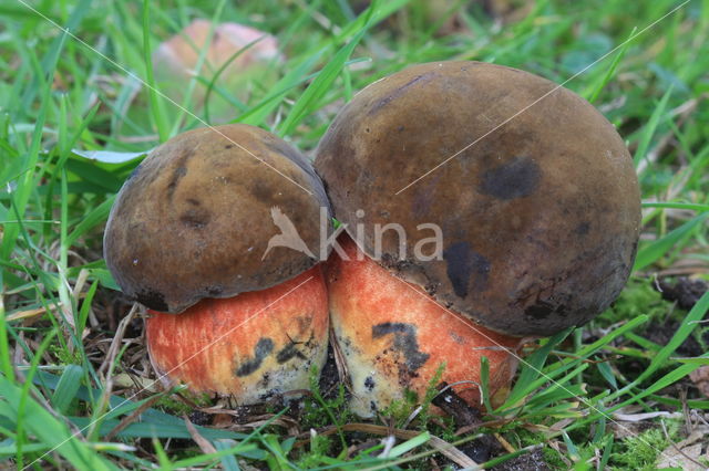 Gewone Heksenboleet (Boletus erythropus)