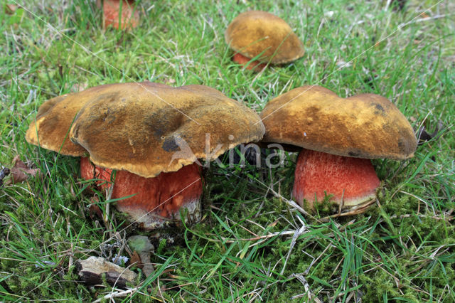 Gewone Heksenboleet (Boletus erythropus)