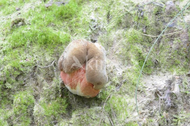 Bolete (Boletus erythropus)