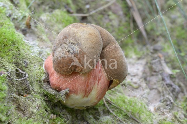 Bolete (Boletus erythropus)