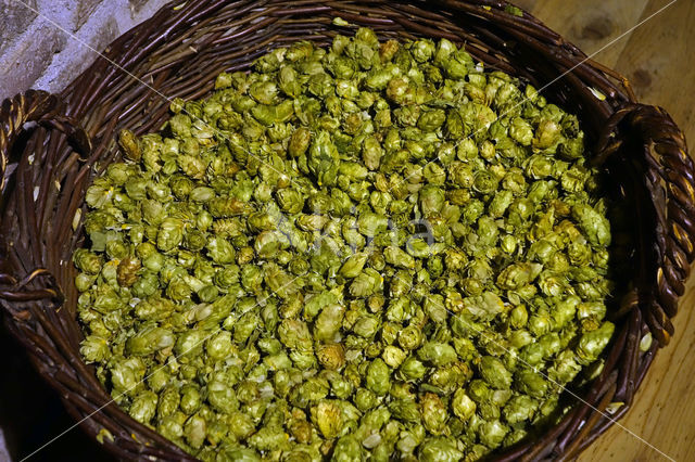 Common Hop (Humulus lupulus)