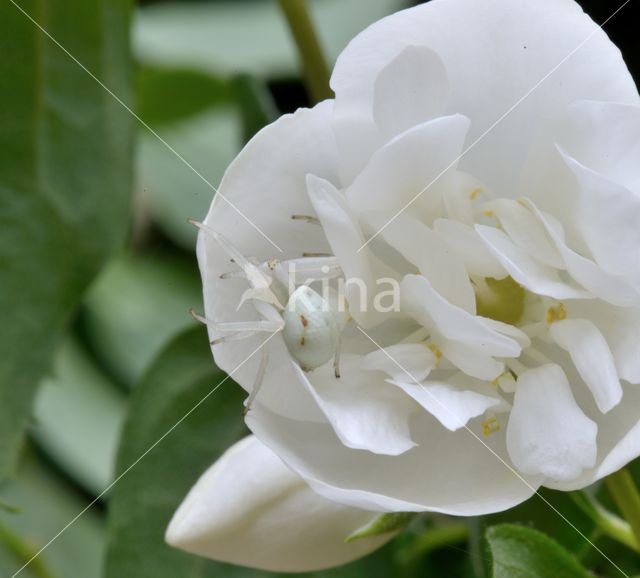 Gewone kameleonspin (Misumena vatia)