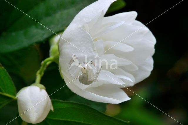 Gewone kameleonspin (Misumena vatia)