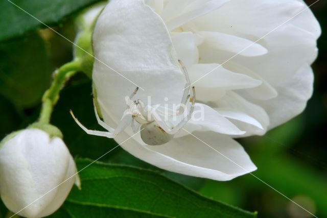Flower Queen (Misumena vatia)