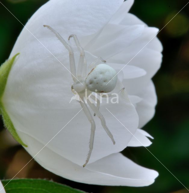 Gewone kameleonspin (Misumena vatia)