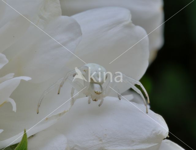 Gewone kameleonspin (Misumena vatia)