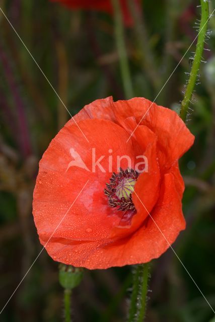 Field Poppy (Papaver rhoeas)