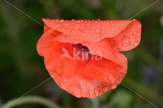 Gewone klaproos (Papaver rhoeas)