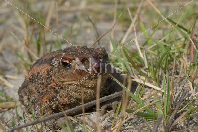 Gewone pad (Bufo bufo)