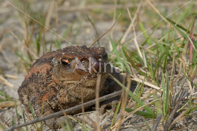 Gewone pad (Bufo bufo)