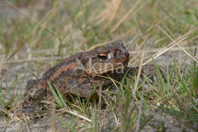 Gewone pad (Bufo bufo)