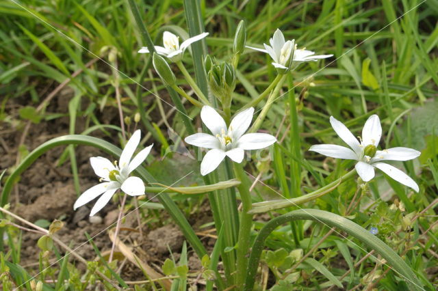 Gewone vogelmelk (Ornithogalum umbellatum)