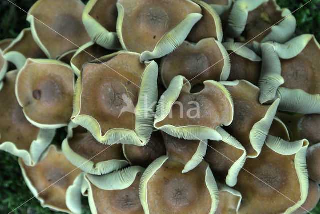 Sulphur Tuft (Hypholoma fasciculare var. fascicularis)