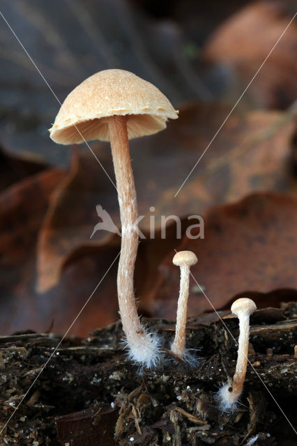 Gewoon donsvoetje (Tubaria furfuracea)