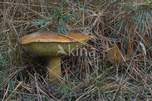 Gewoon eekhoorntjesbrood (Boletus edulis)