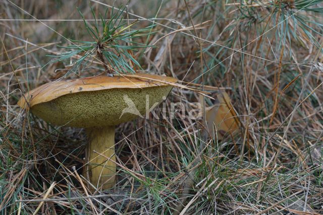 King Bolete (Boletus edulis)