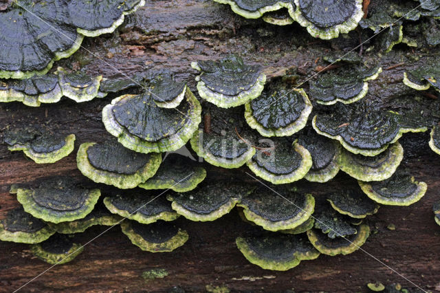 Turkey Tail (Trametes versicolor)