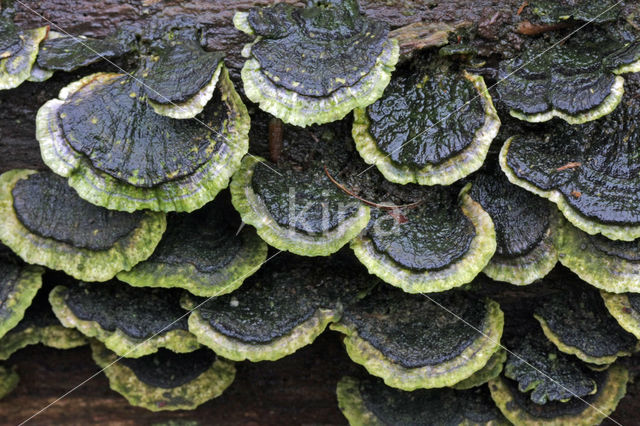 Turkey Tail (Trametes versicolor)