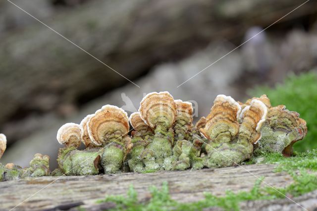 Gewoon elfenbankje (Trametes versicolor)