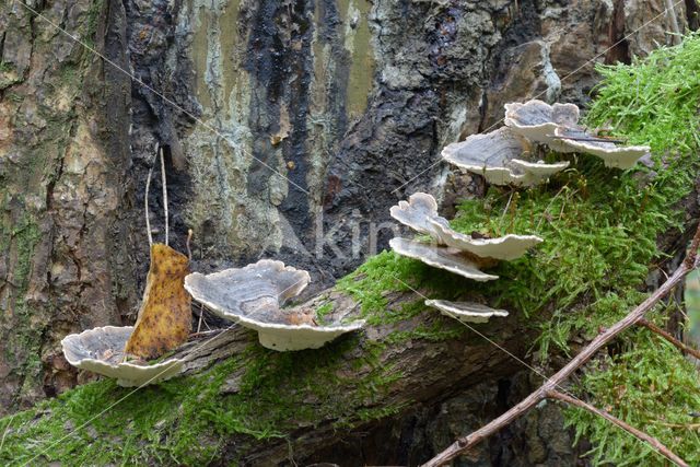 Gewoon elfenbankje (Trametes versicolor)