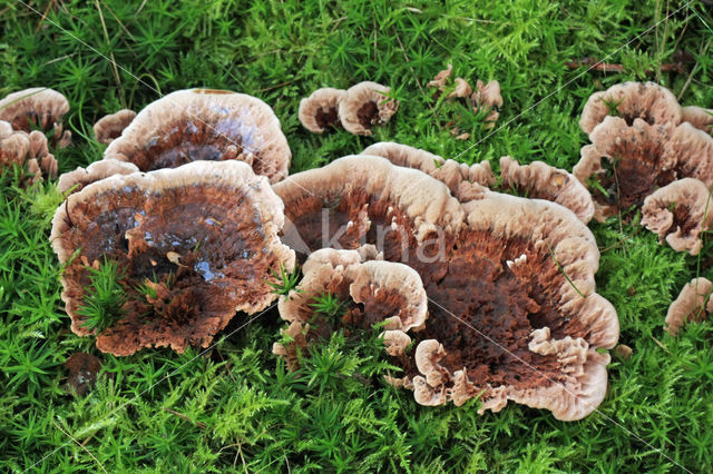 Zoned tooth (Hydnellum concrescens)