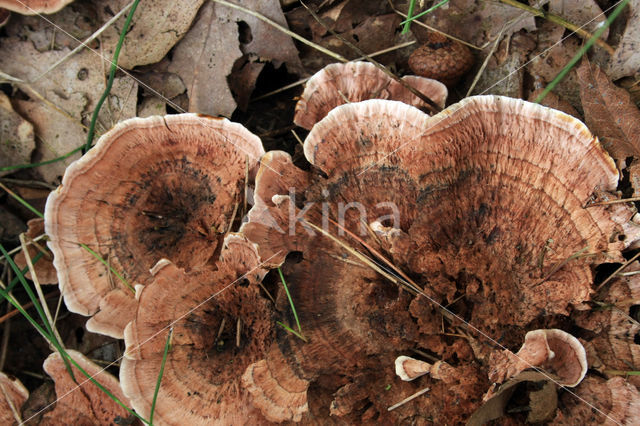 Gezoneerde stekelzwam (Hydnellum concrescens)