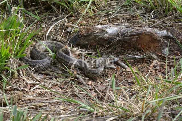 Smooth Snake (Coronella austriaca)