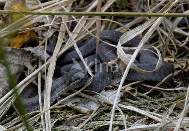 Smooth Snake (Coronella austriaca)