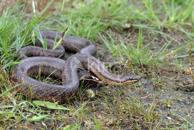 Smooth Snake (Coronella austriaca)