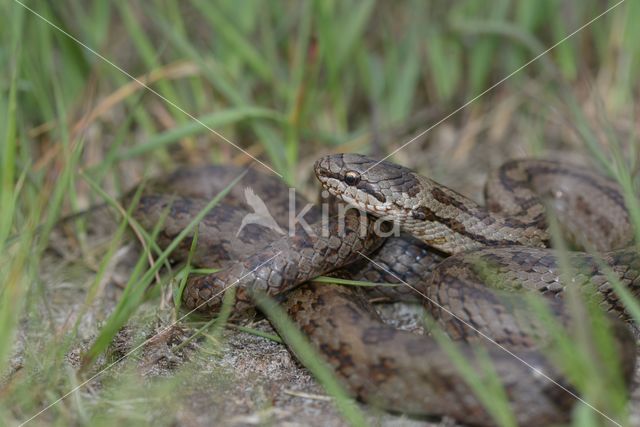 Gladde slang (Coronella austriaca)