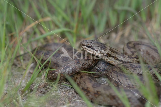 Gladde slang (Coronella austriaca)