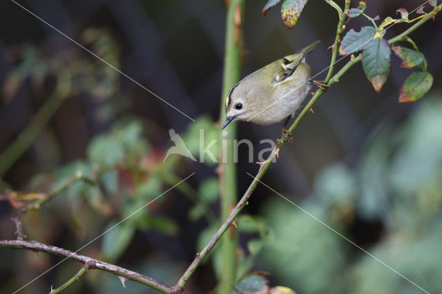 Goldcrest (Regulus regulus)