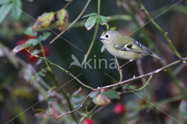 Goldcrest (Regulus regulus)