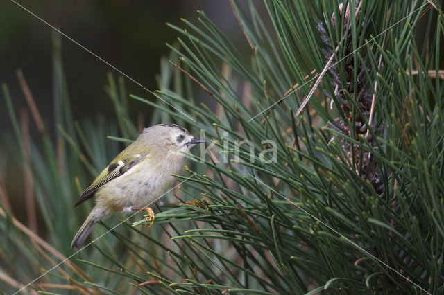 Goldcrest (Regulus regulus)