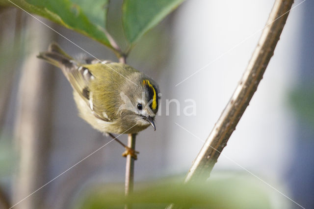 Goldcrest (Regulus regulus)