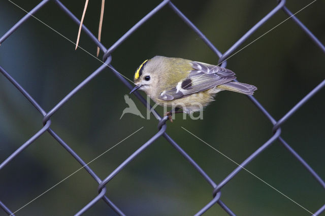 Goldcrest (Regulus regulus)